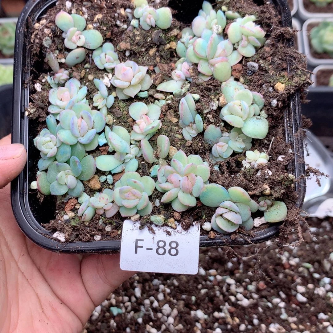 无花朵F88英语英语