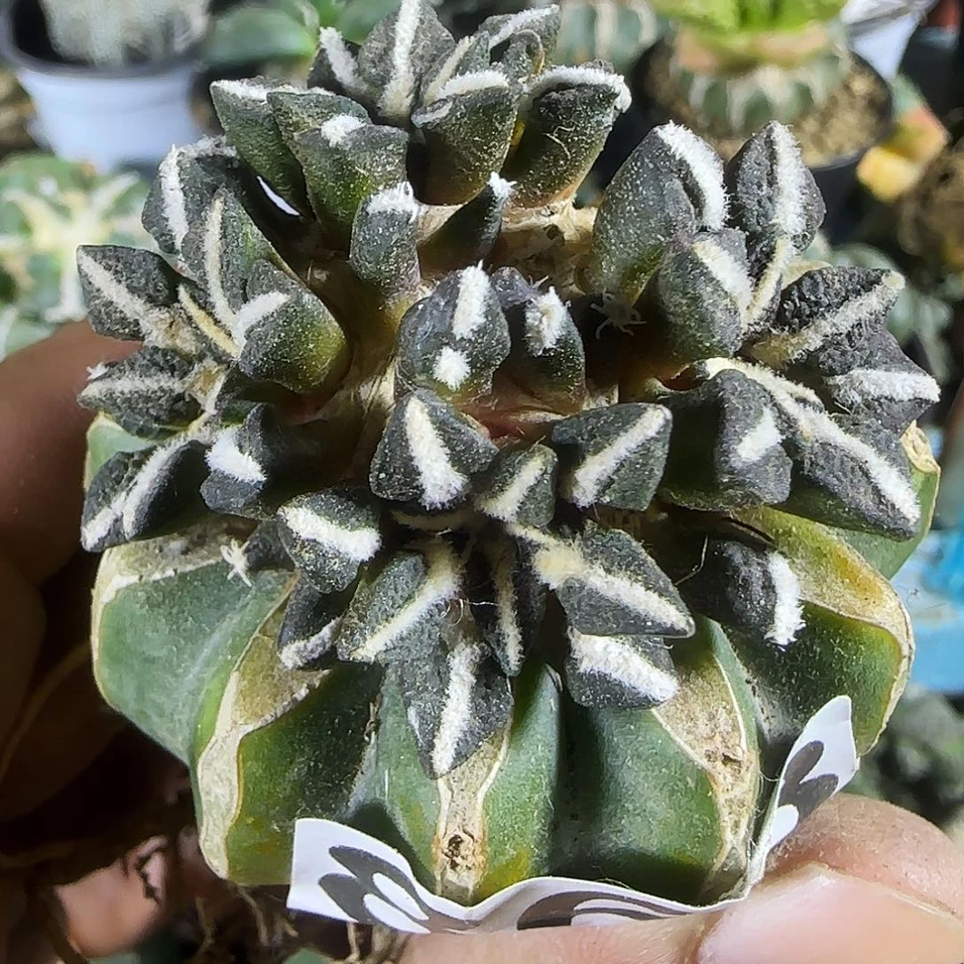 黑牡丹群头863仙人球