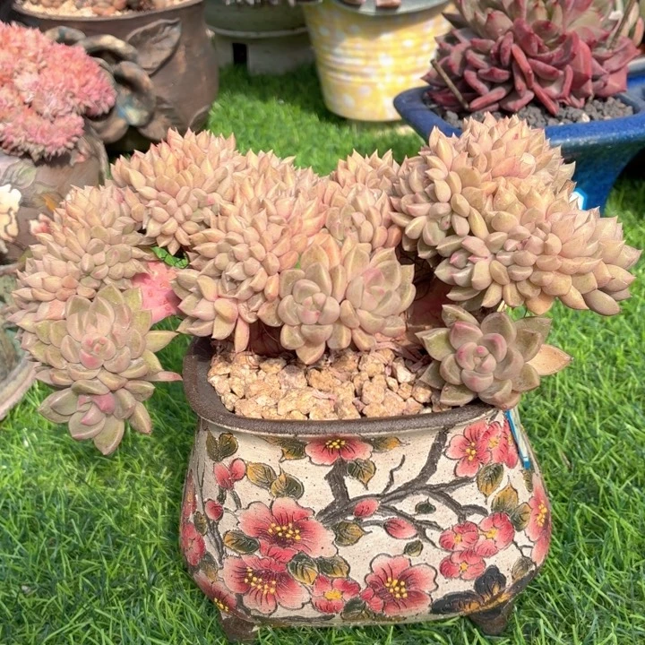 多肉植物 红璀璨缀-4
