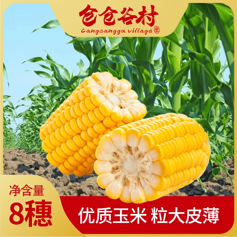东北海伦仓仓谷村黄糯玉米北纬47度玉米