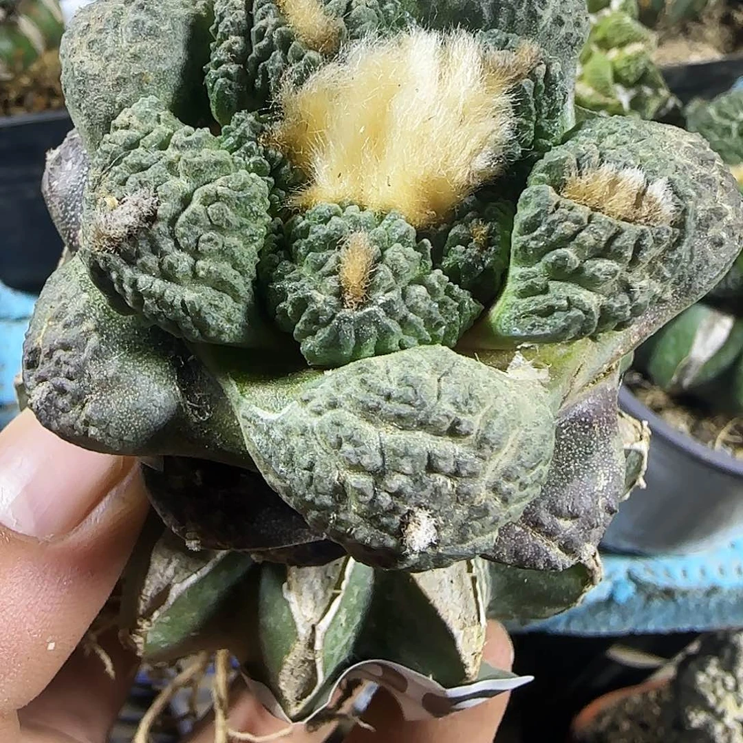 龟甲连山906仙人球开花