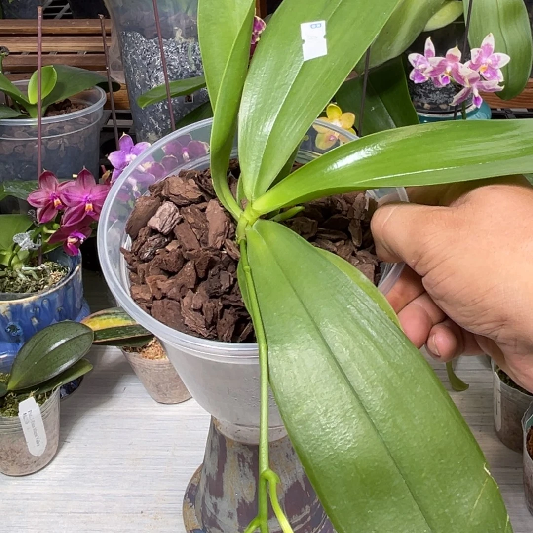 J***a当前无花栽培后可以开花