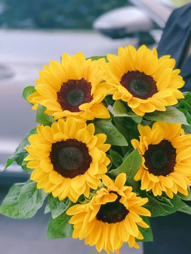 【基地精品大向日葵】一举夺魁，金榜题名