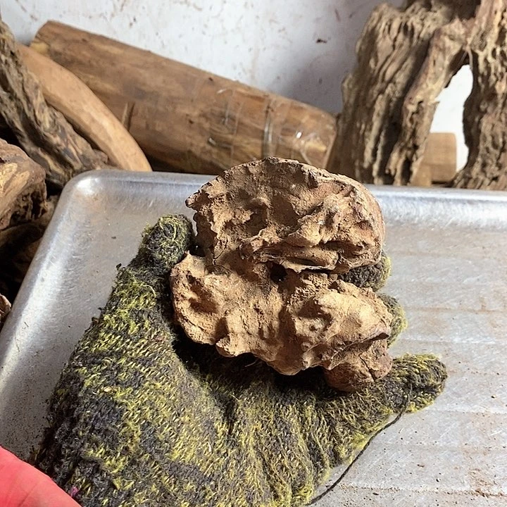 花梨木类海****号海南黄花梨木