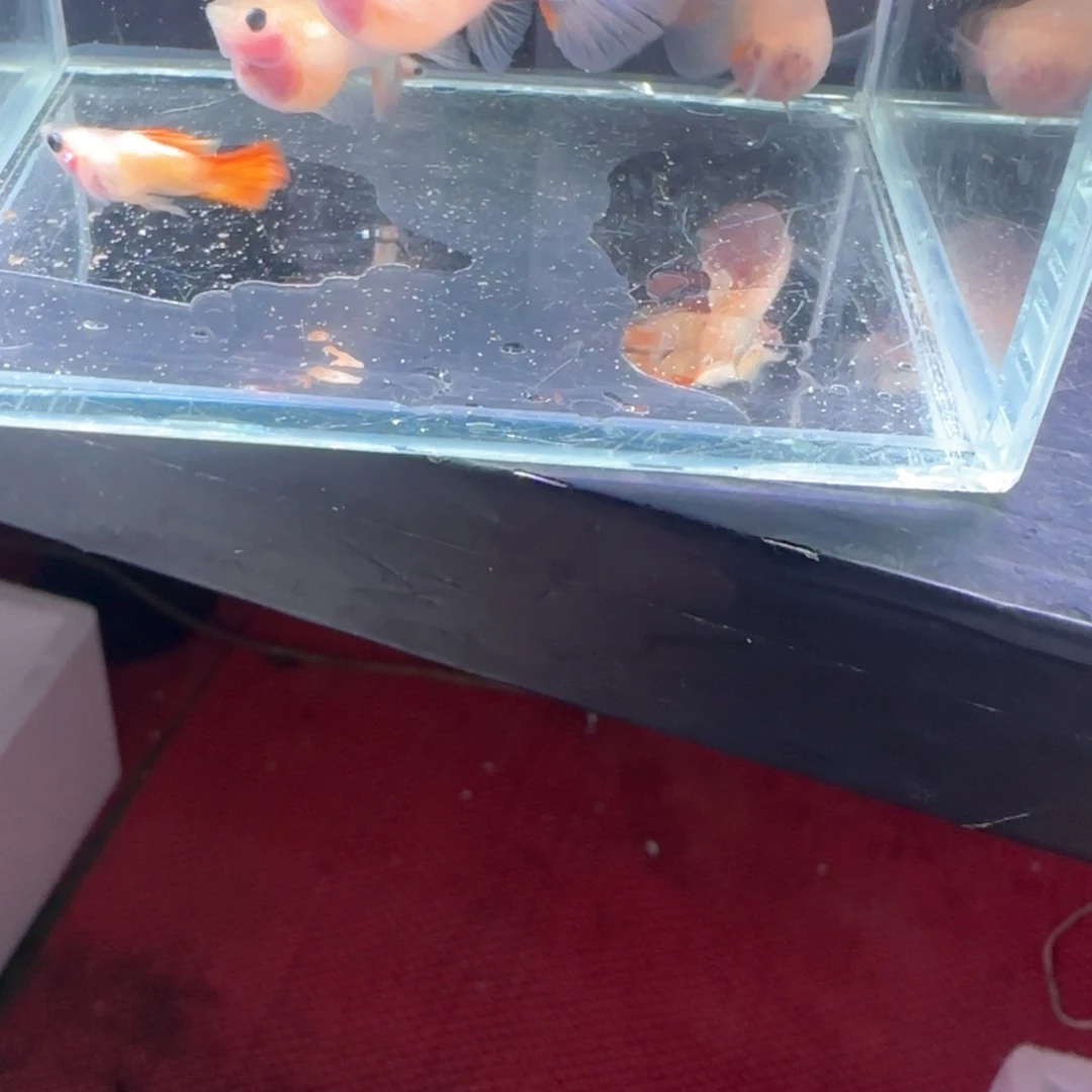 孔雀鱼黄爆玻璃7条