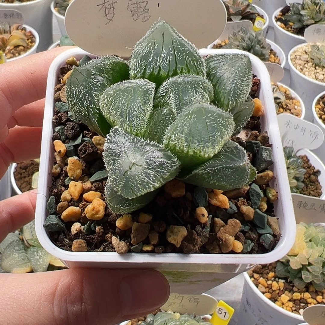 梦露毛玉露11111111111