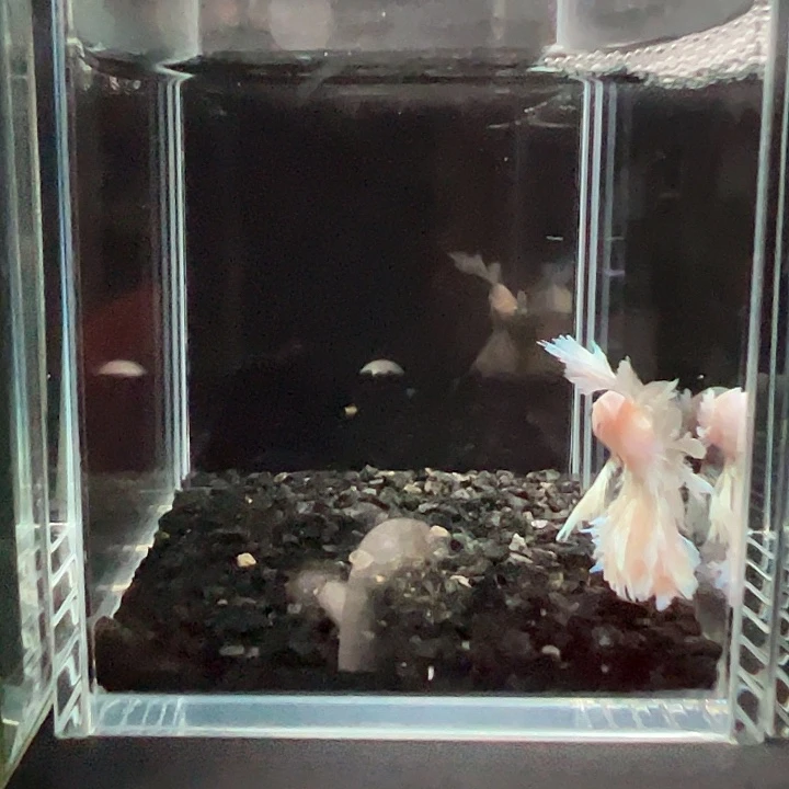 斗鱼一单包邮14日149