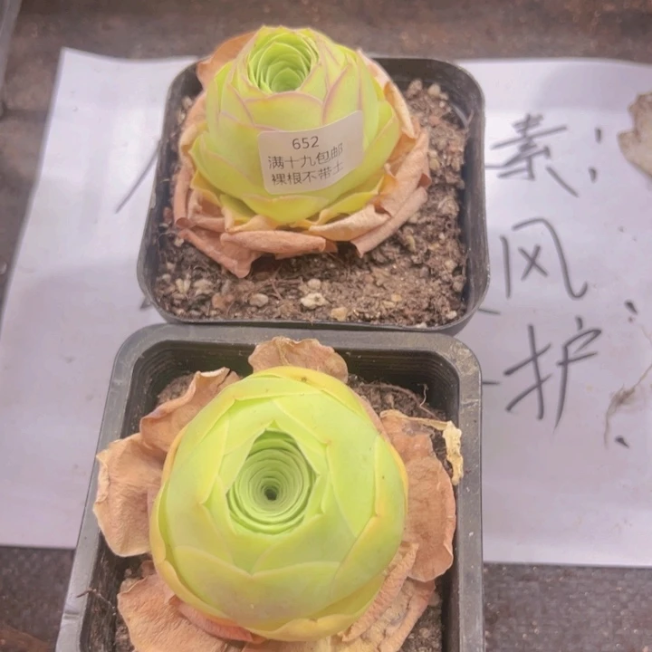 652 裸根不带土发货