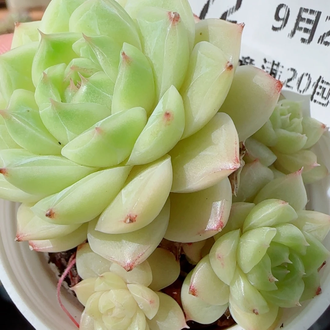 花语逸镜0928-172散