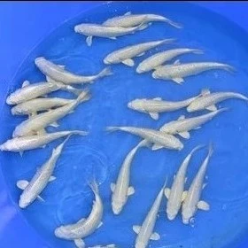 黄金龙凤锦鲤鱼招财鱼黄金锦鲤好养耐活冷水小鱼苗活体金鱼观赏鱼