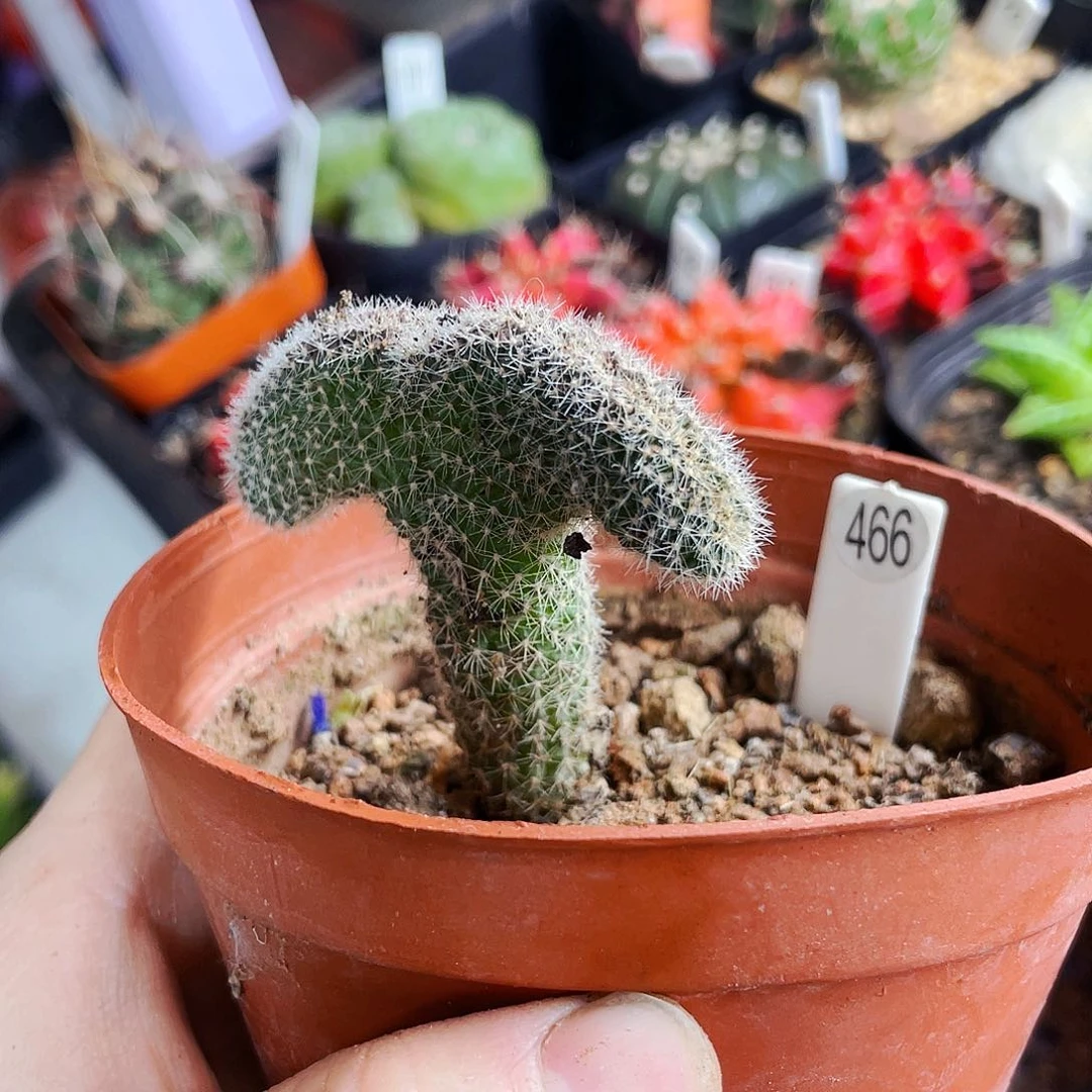 非偏远地区满25包邮仙人球