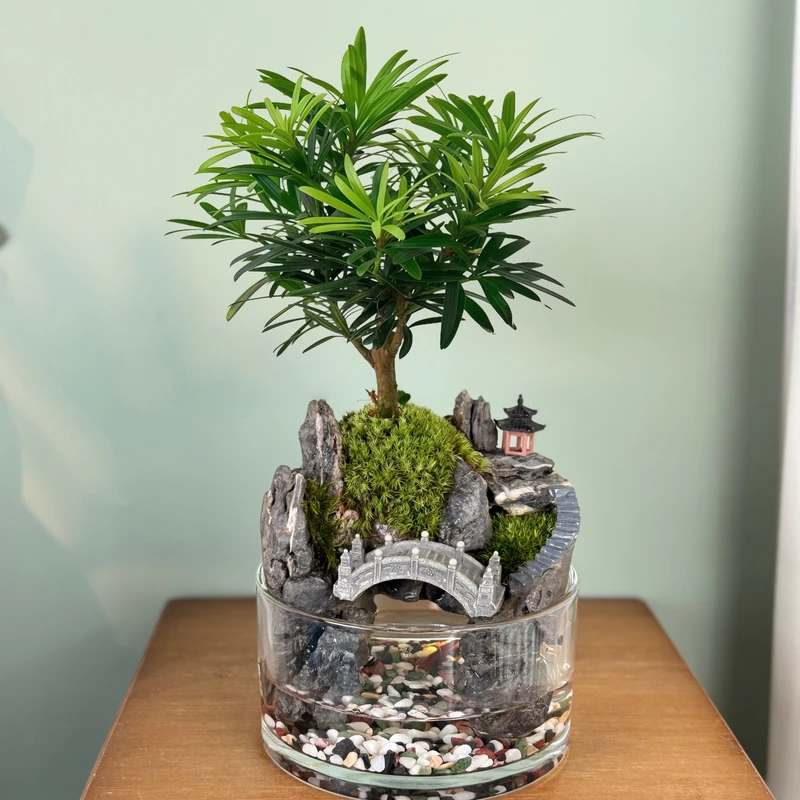 【见山居】可拆卸15x8cm罗汉松盆景室内桌面微景观苔藓绿植盆栽1