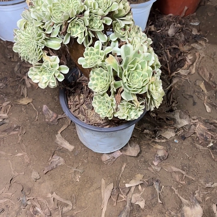多肉植物绿豆莎缀13