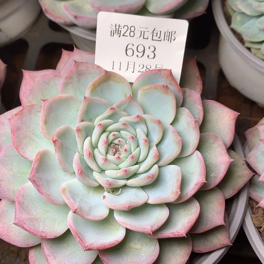 【闪购商品】云693号