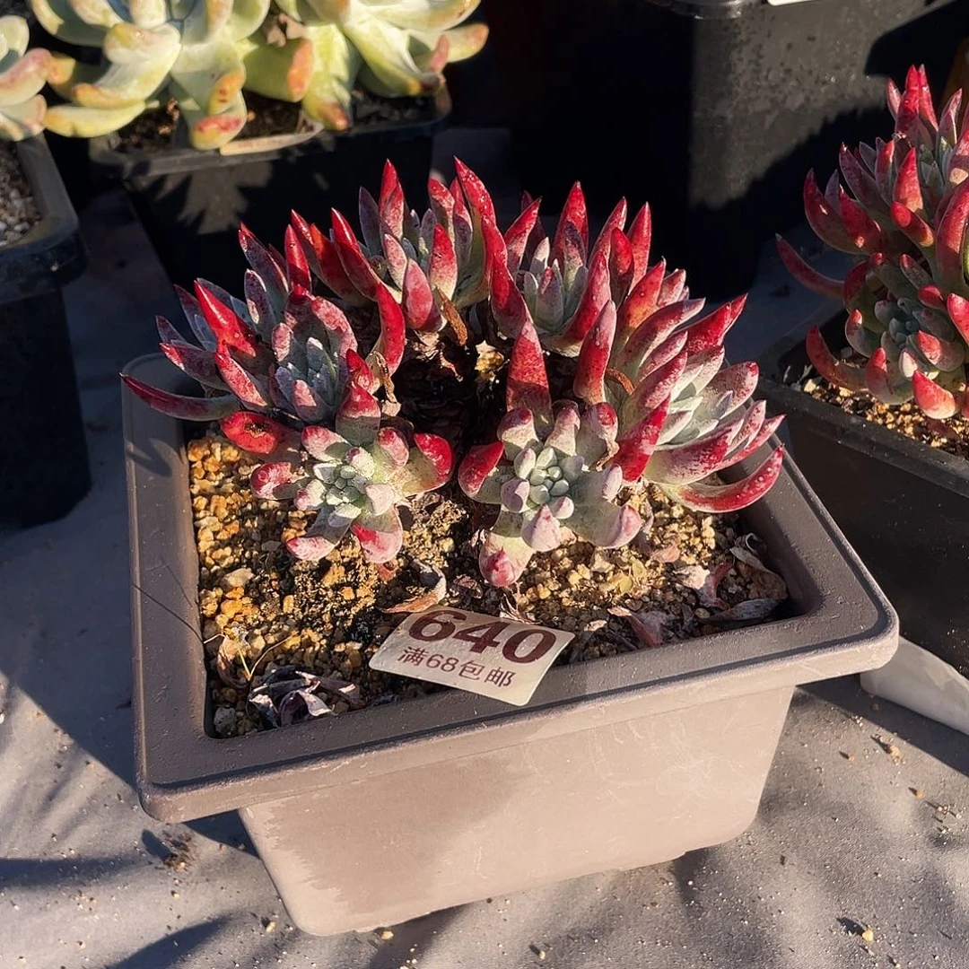 晨溪园艺仙女杯呀