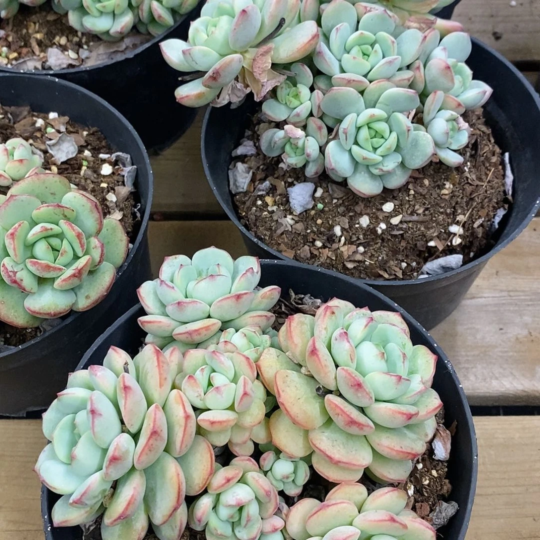 团。香草老桩。福利多多