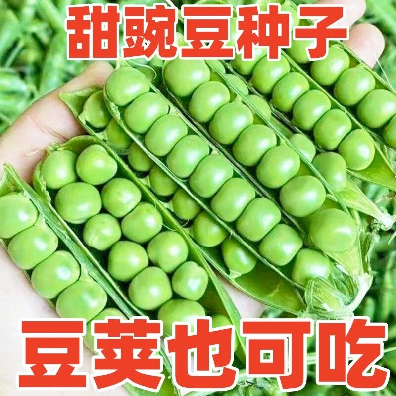 甜脆豌豆种子高产大荚青水果豌豆秋冬季耐寒农田四季蔬菜种子大全