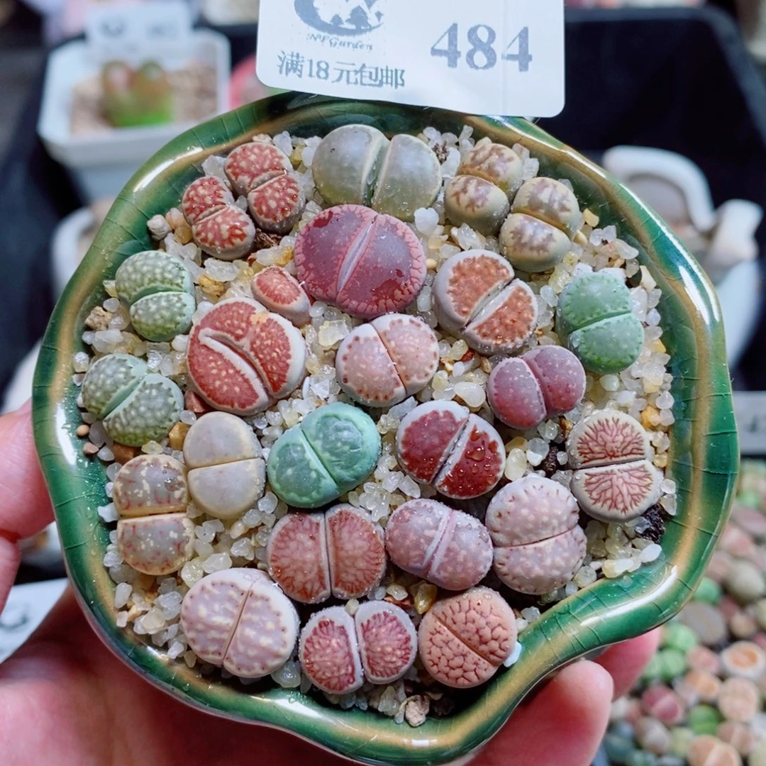 生石花花花花开了484