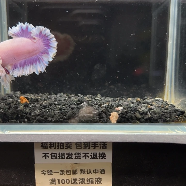 斗鱼竞拍跑单拉黑26日70