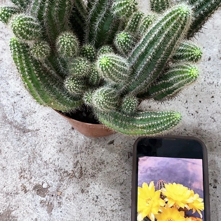 普拉白糖，268993689