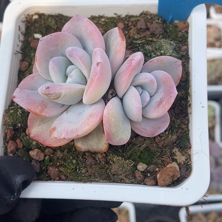 955奶茶多肉植物保护