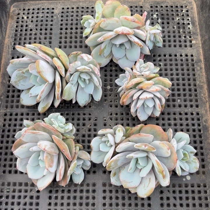 945  售后范围：签收起7天内