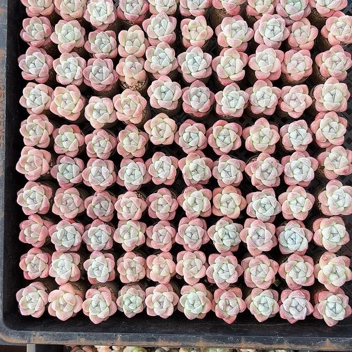 树****?多肉冰玉100颗带玻璃瓶