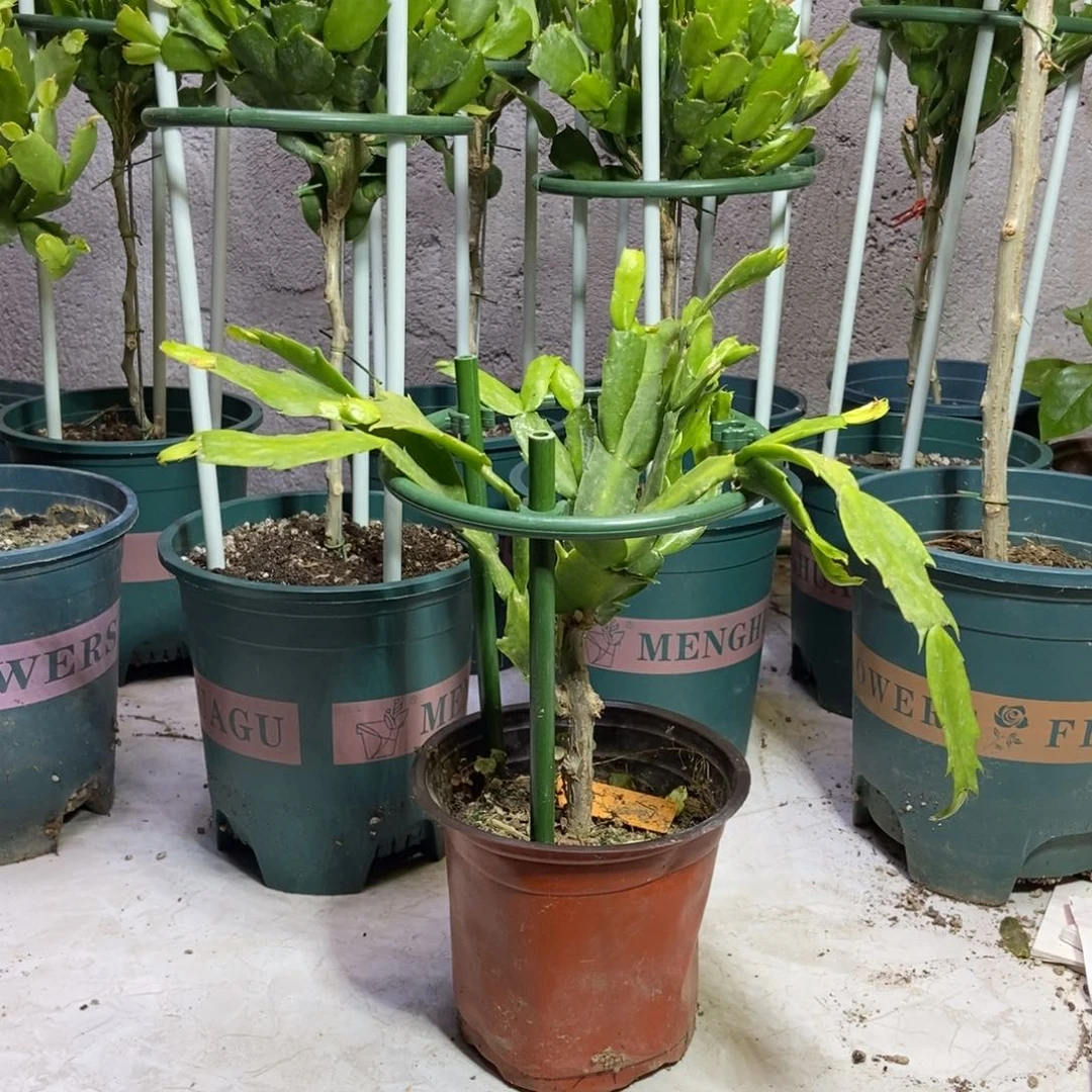 无花朵砍大哥女王伊兹