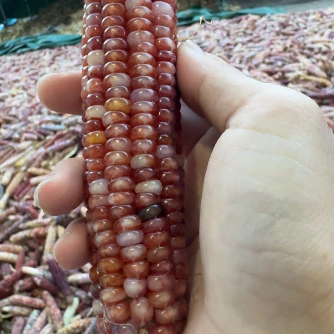 粉***机柏香籽/百香籽吊坠