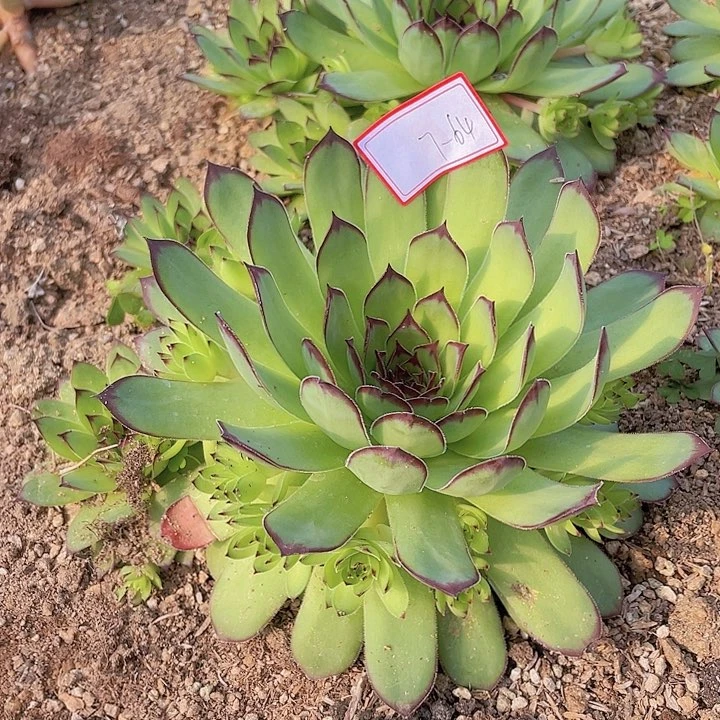 观音莲七杠64号 雨辰