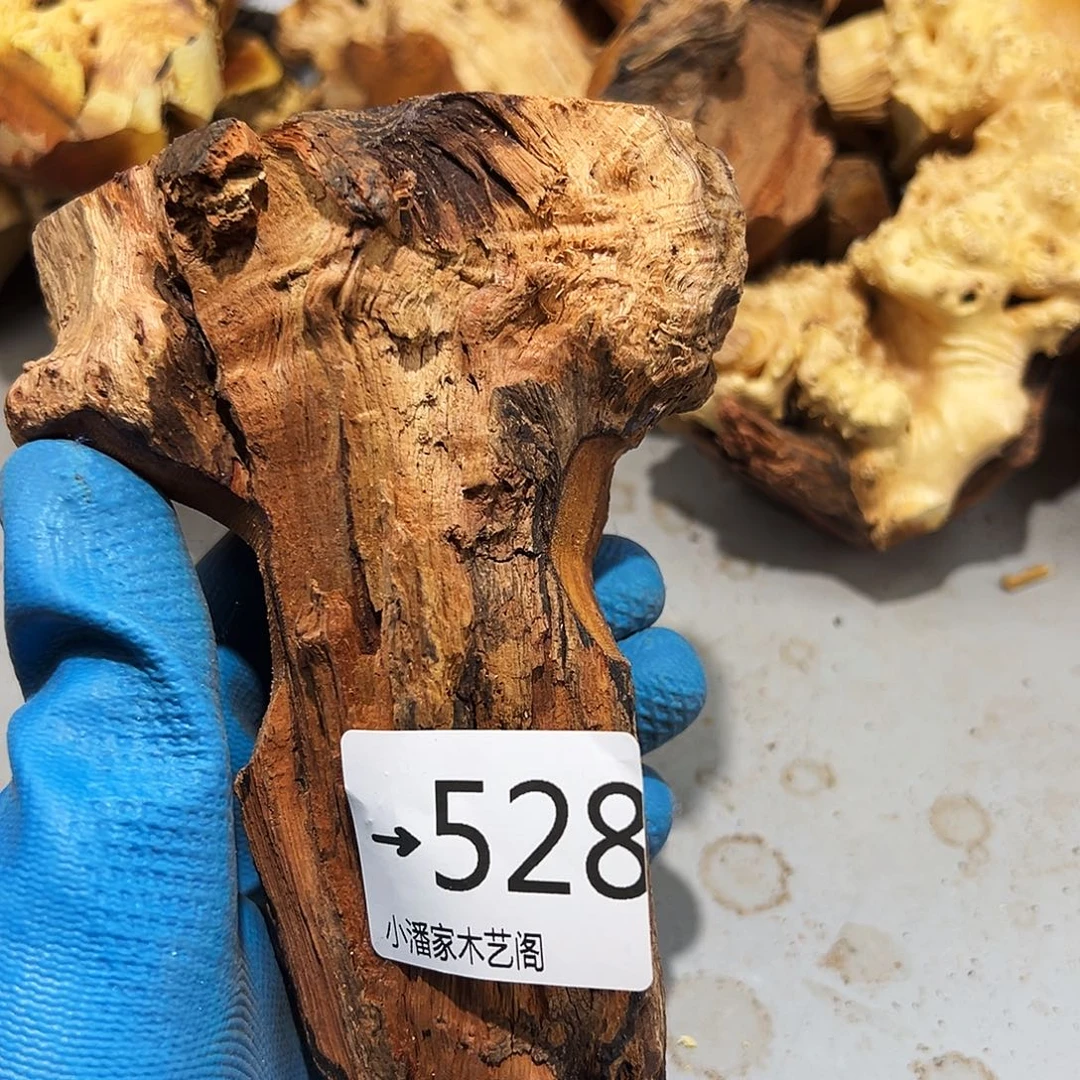 香榧木星**怀火琉璃……火琉璃