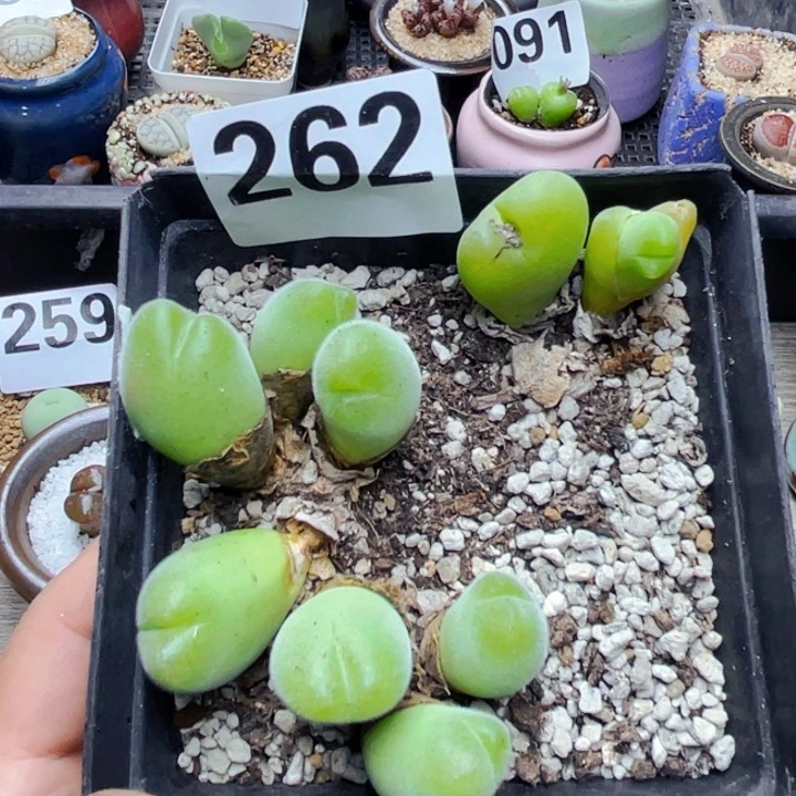 262毛翠滴母本群带盆