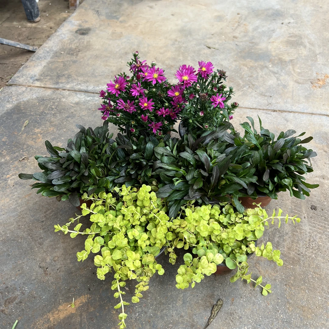 【耐寒耐热组合套餐1】（2荷兰菊.4筋骨草.2过路黄）