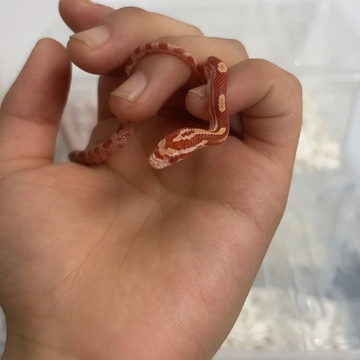 火焰玉米蛇易上手性格好