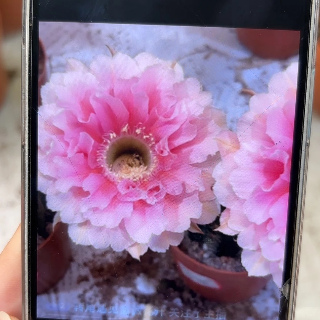 彩草珊瑚7公分左右