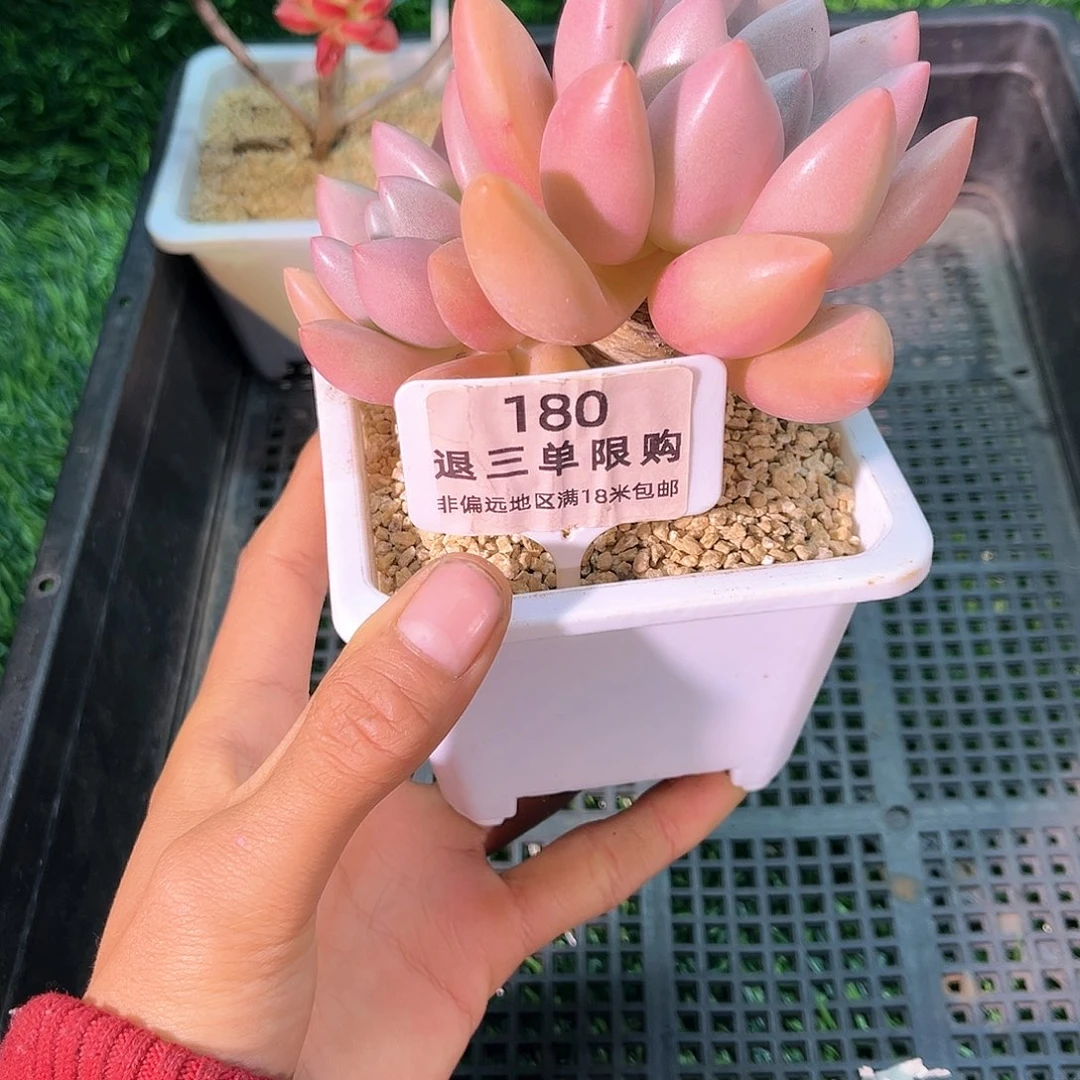 卉森精品多肉编号180