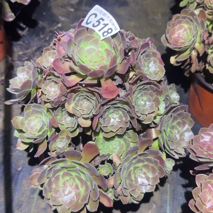 赤焰莲……多肉植物的