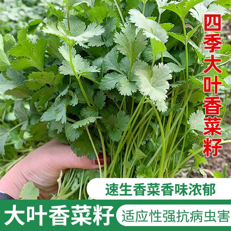 大叶香菜种子耐热耐抽薹芫荽种籽春秋四季蔬菜盆栽学种菜