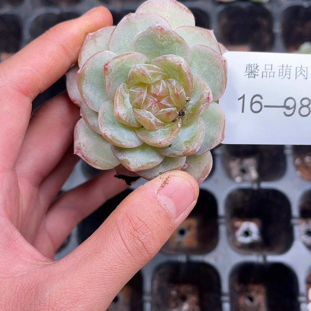 多肉一物一拍16-98