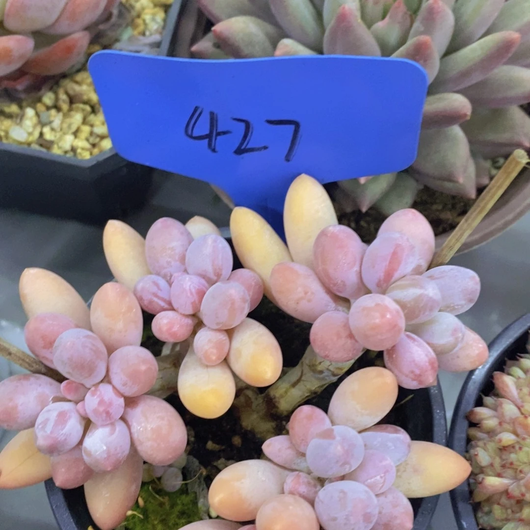 开心多肉，首播2场，一单包邮