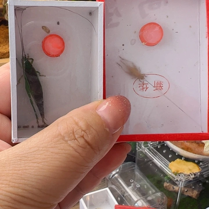 麦**叔哈哈哈哈哈哈