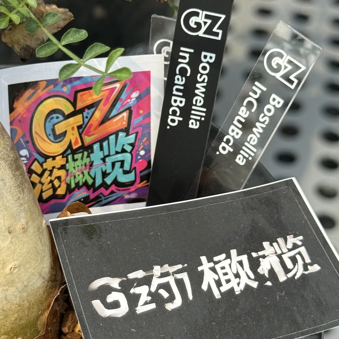 块根橄榄，一物一拍专用链接，拍完联系客服