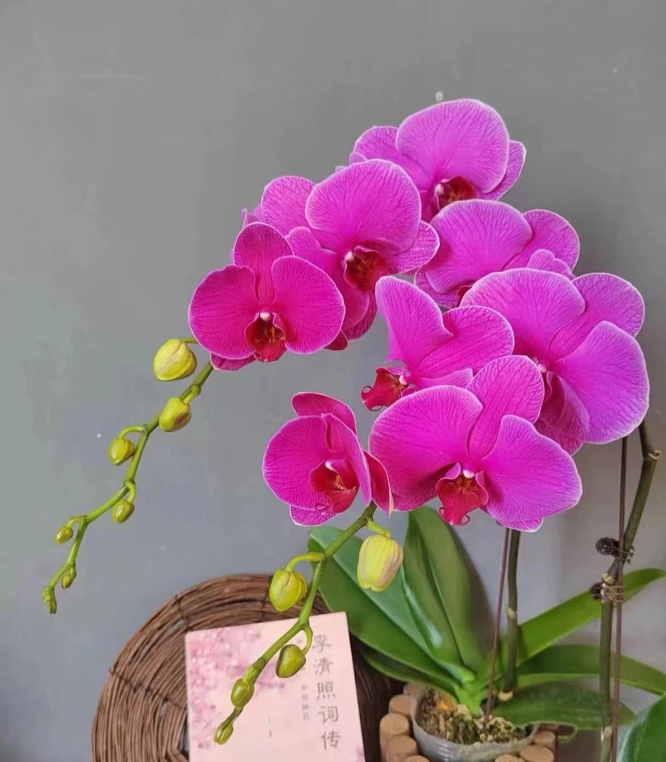 3.0加高杯{恭喜发财}高品质蝴蝶兰 带花剑发货 6-7个月花期