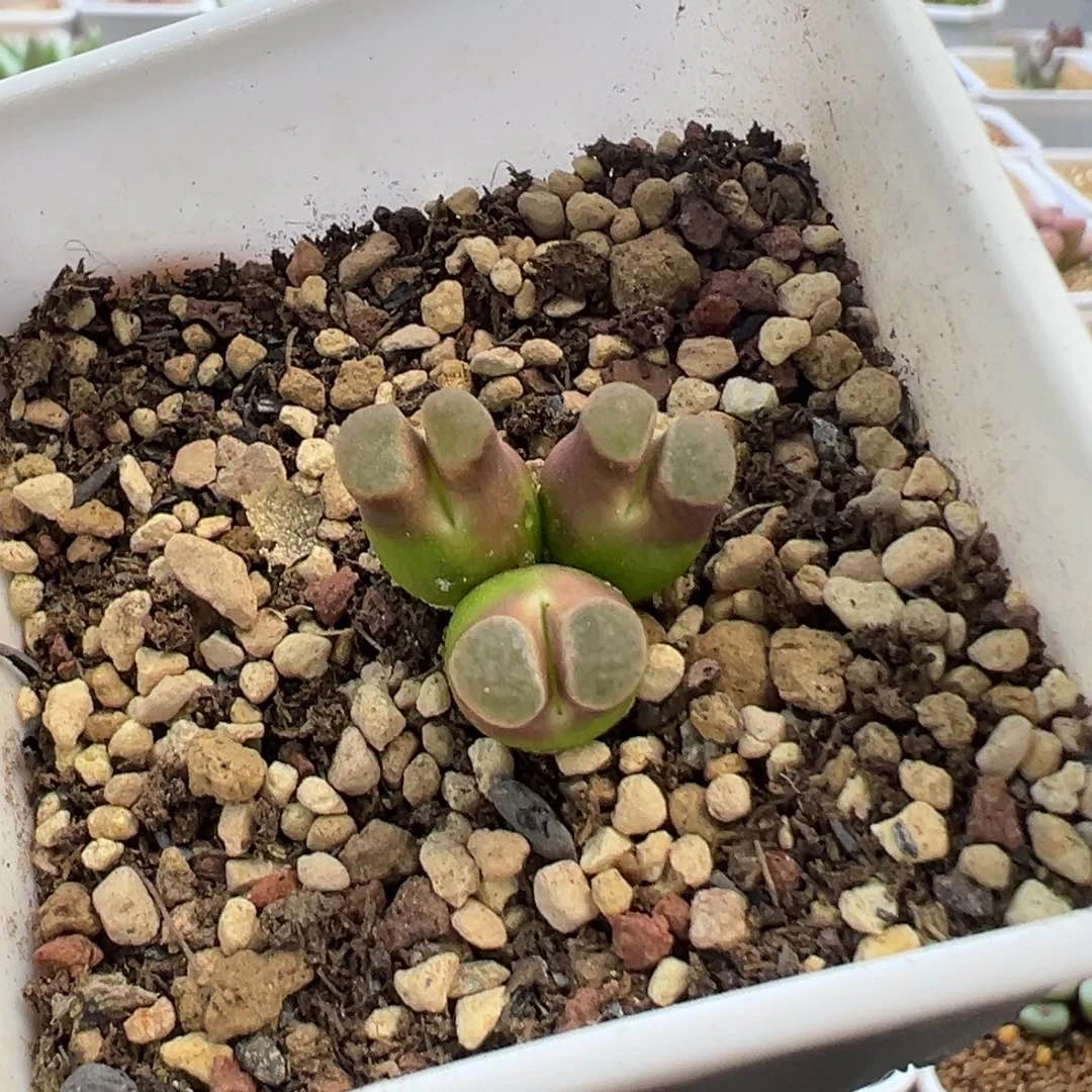 瑶*专拍专拍 肉锥植物