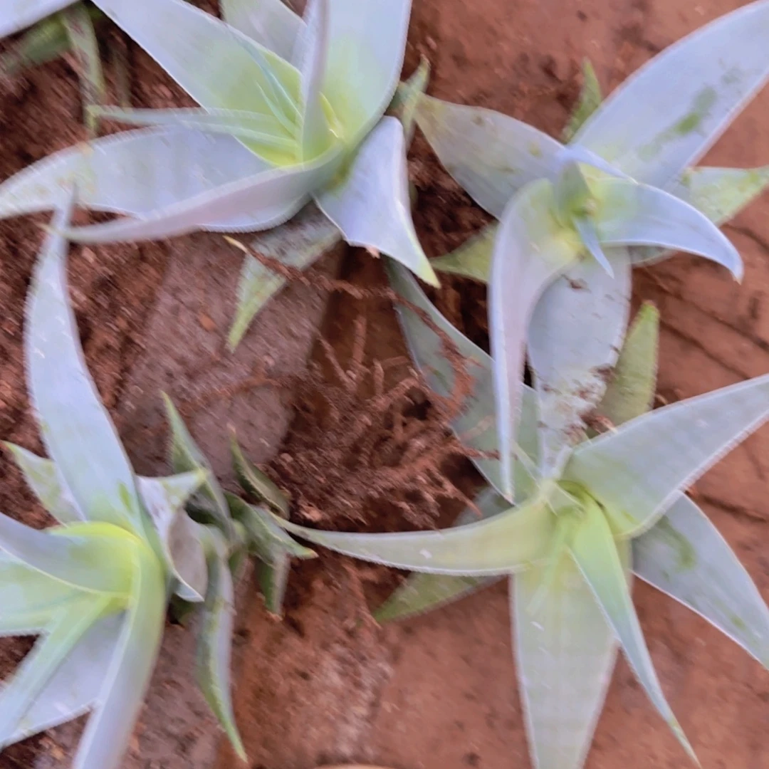 块根植物块根植物