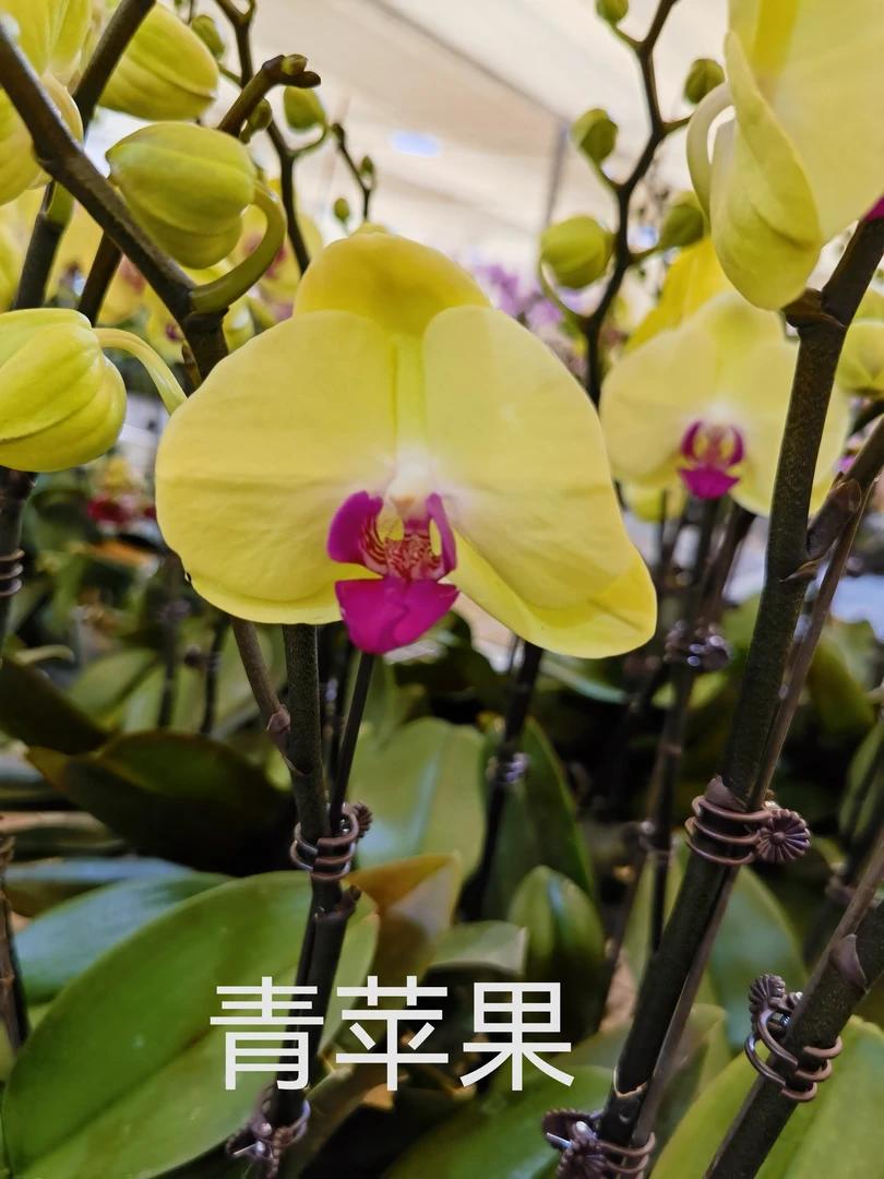 青苹果   精品蝴蝶兰基地直发