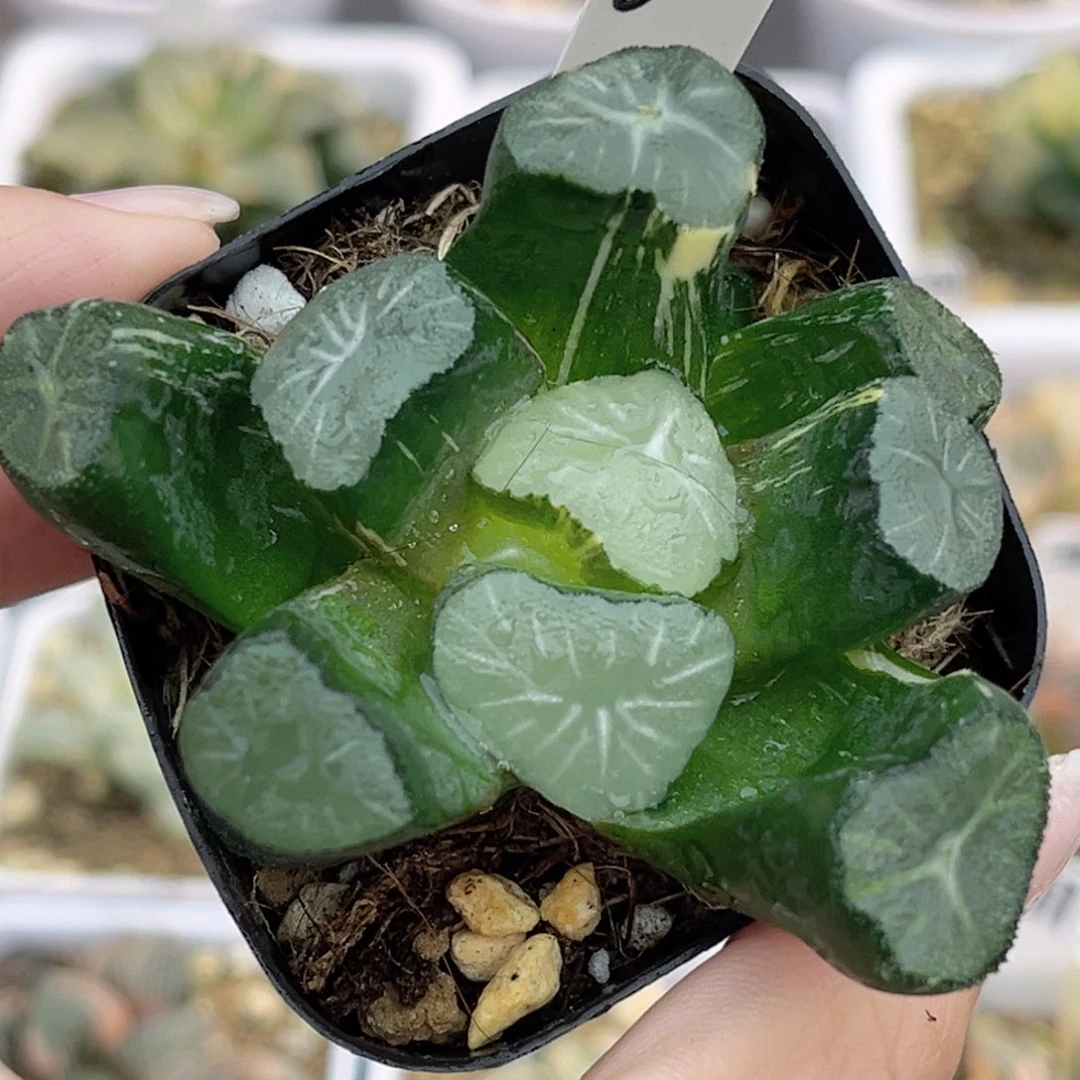 66玉龙万象锦福利专场