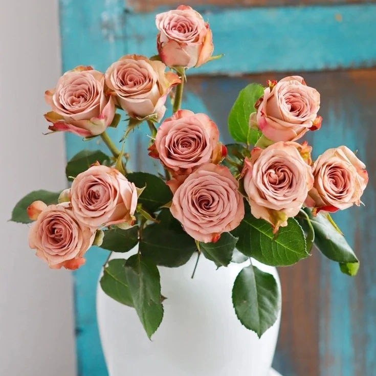 【卡布奇诺10枝】云南鲜花基地直发 两单升级顺丰冷链包邮