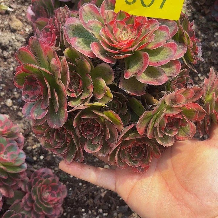 哈哈多肉葡萄福利607