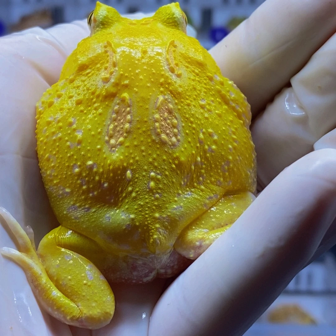 角蛙角蛙闪购专属链接